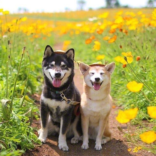 两只柴犬拍夫妻照,这恩爱秀得我一脸