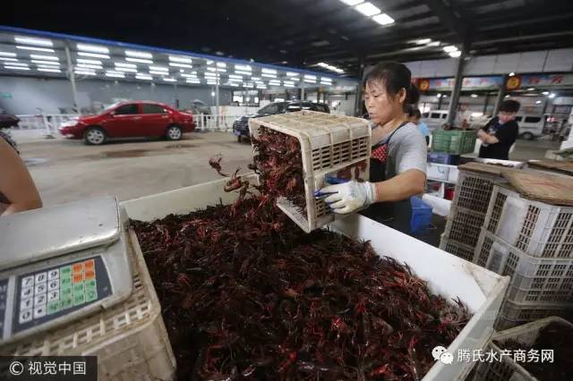 中国最大小龙虾市场,商贩一天卖两万斤虾月赚数百万!