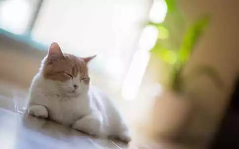 可是,并非所有猫咪都能悠闲的躺着享受阳光.