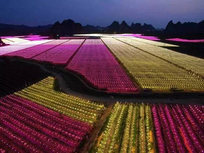 火龙果基地应用夜间催花补光产期调节技术