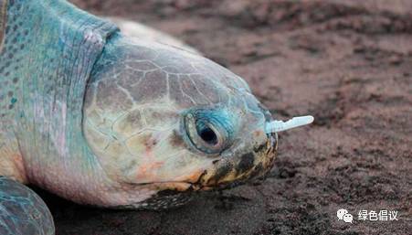 濒临灭绝的海龟错拿塑料吸管当食物endangered sea turtle mistake