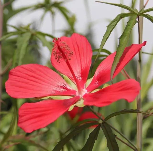 红秋葵  hibiscus coccineus