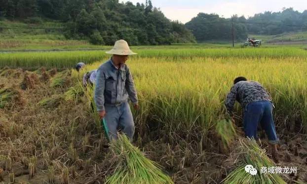 家住大新农村的友仔友女们,这里有一份紧急通知要告诉你