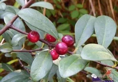 黄牙果,学名木竹子,别名又叫岭南倒捻子,岭南山竹子.