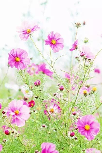 【小清新】夏日唯美花卉风景手机壁纸