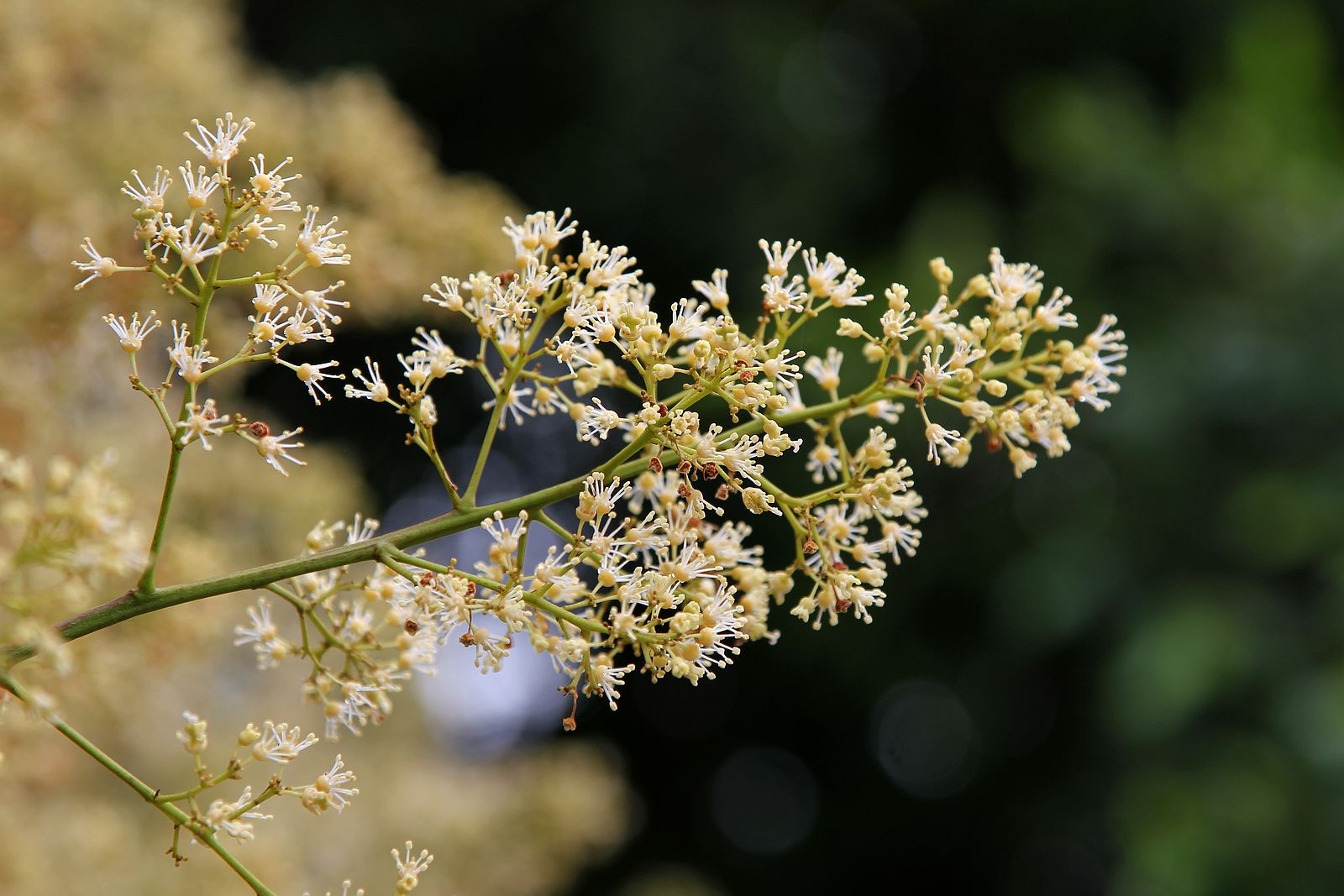 荔枝花葡萄花蓝莓花龙眼花石榴花你见过几种?返回搜狐,查看更多