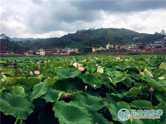 它地理位置优越,水资源丰富,素有"高原水乡"的美誉,它就是富民县散旦