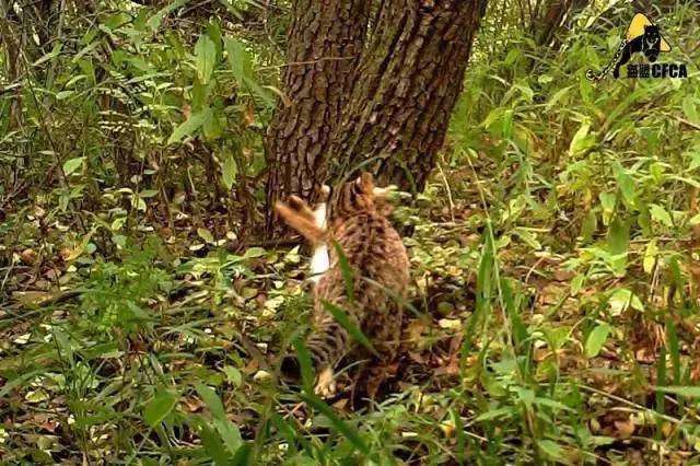 宠物豹猫背后的残酷真相:大量野生豹猫正因此消失