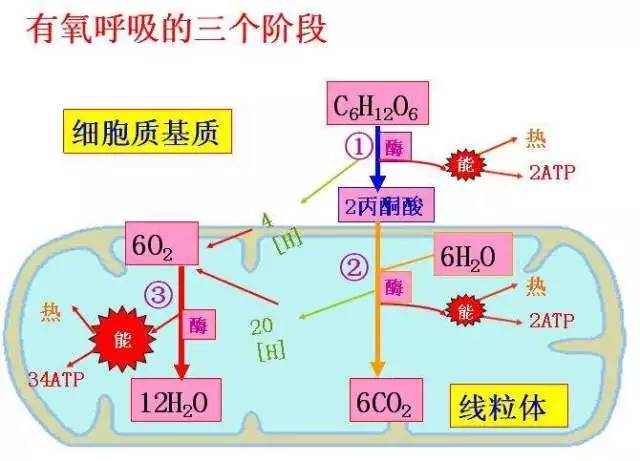 或 c6h12o6——>2c3h6o3(乳酸) 少量能量 四,有氧呼吸过程(主要在线粒