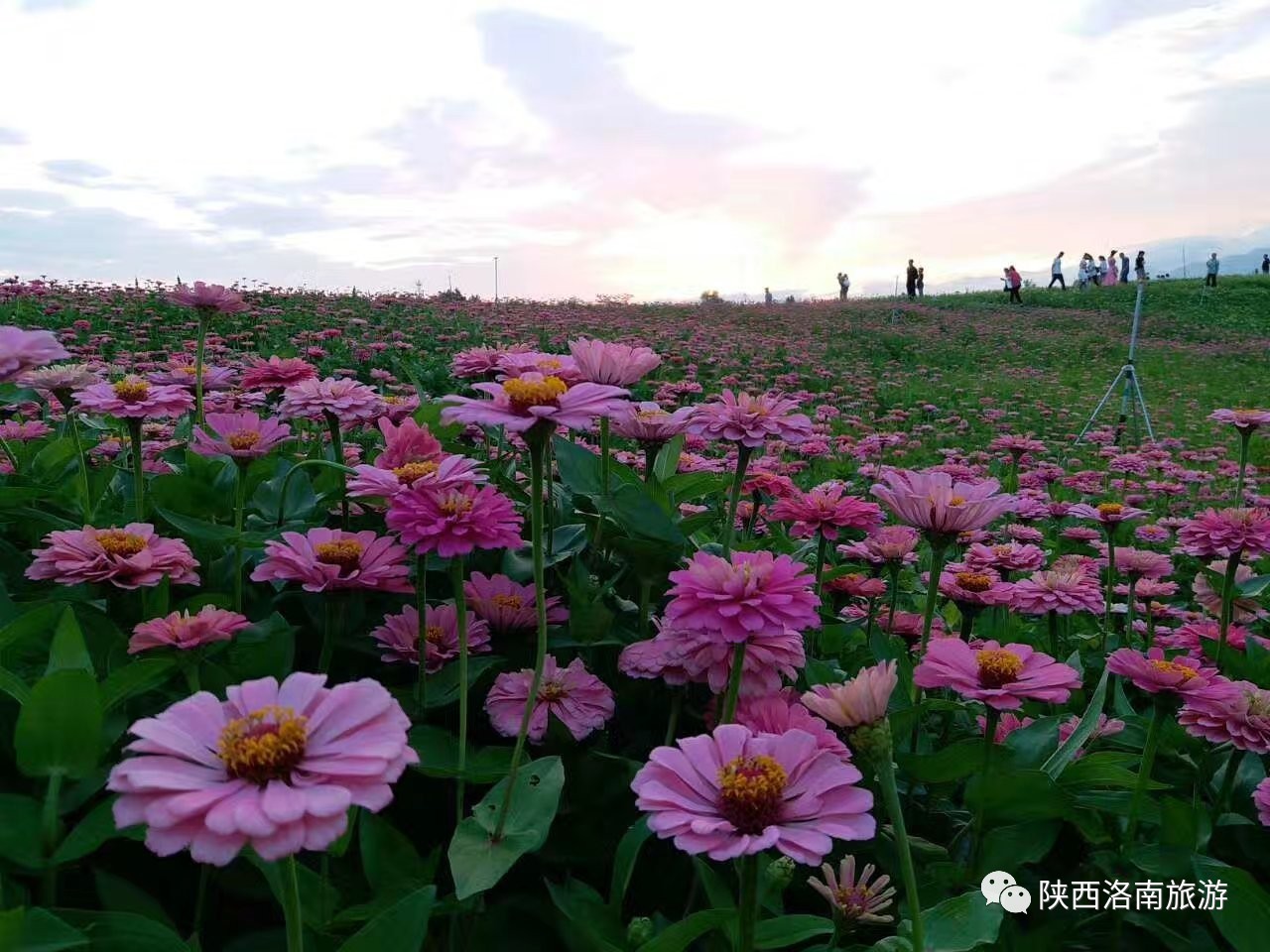 【热点】陈俊来洛调研洛南音乐小镇项目