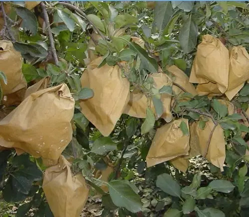 花果管理果实套袋摘叶转果和铺反光膜