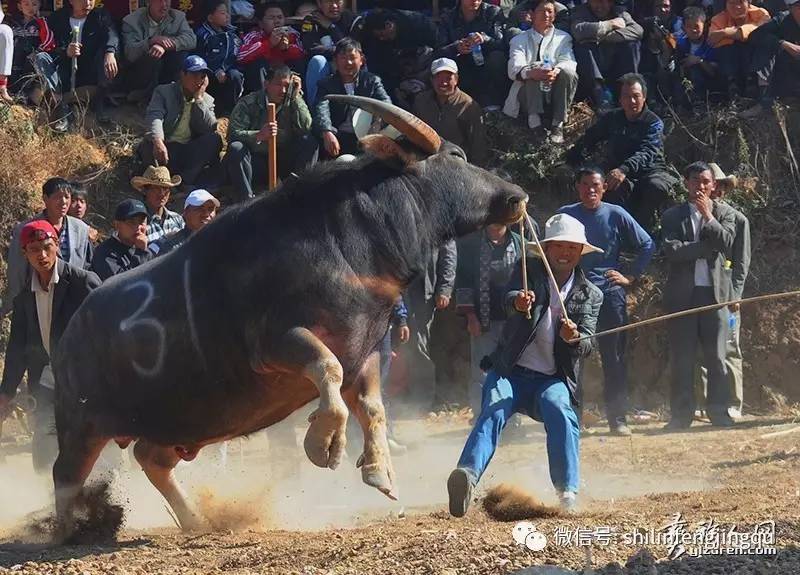 虎贵荣彝族斗牛摄影作品:镇虎降龙斗牛人