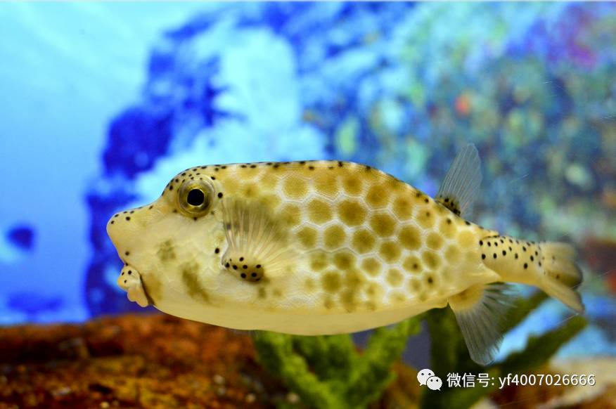 水族百科(河鲀篇)