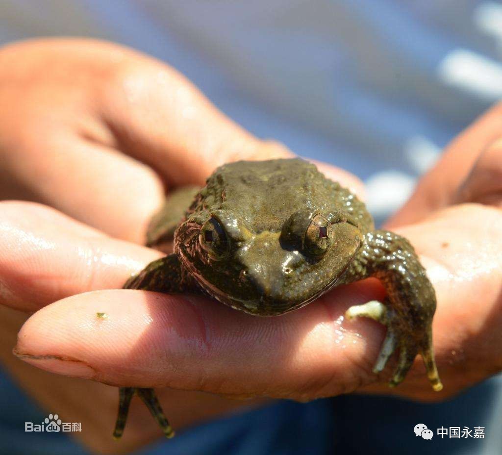 一男子在温州抓24只石蛙给孙子养胃,接下来的事情令人
