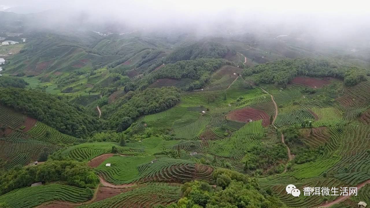 航拍普洱万亩茶园实在是太美了