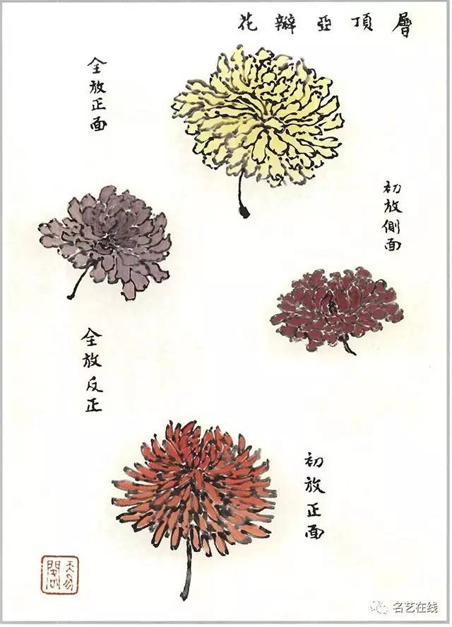 芥子园画谱——《菊谱》