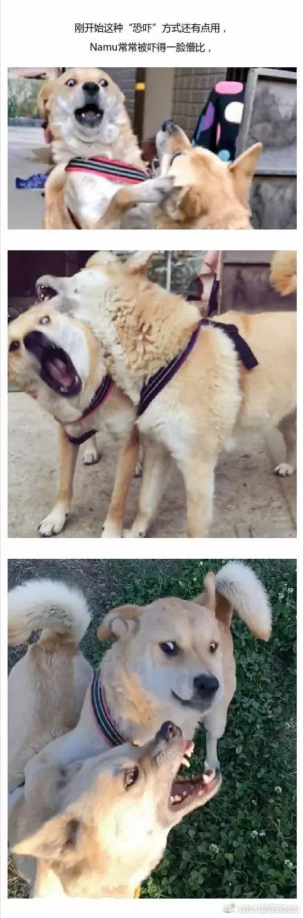 两只狗,一只狂吐舌头,另一只看到吐舌头就咬!