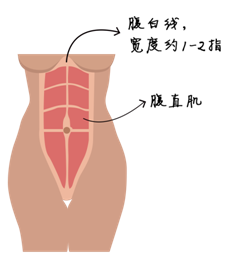 正常情况下:人体腹部的那8块腹肌就叫腹直肌,中间由一个叫腹白线的