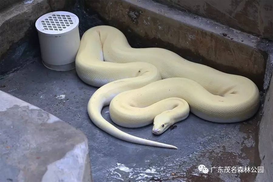 黄金蟒是缅甸蟒蛇的白化突变种 是一种十分稀少的变异品种