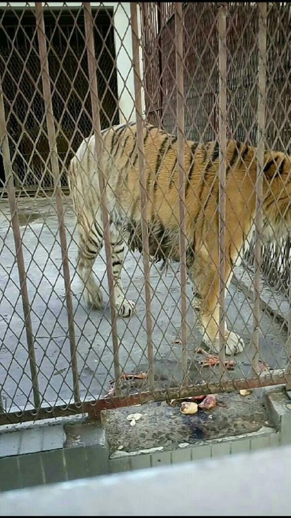 一个老虎被关在笼子里猜成语_被关在笼子里的老虎(3)
