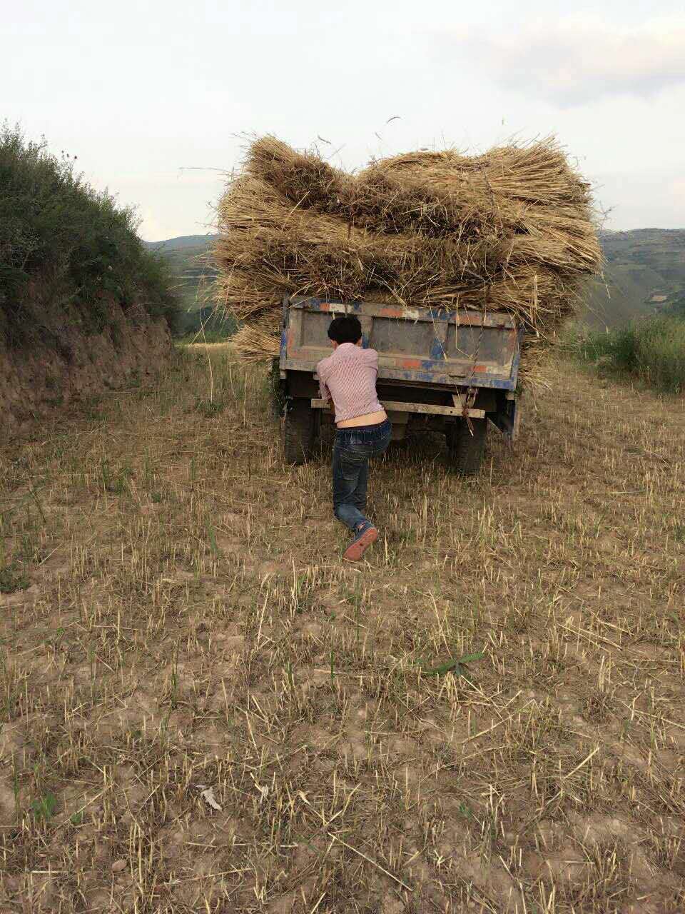 甘肃天水老家田地里忙碌的庄稼汉