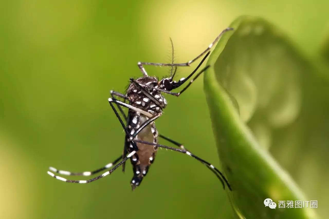 每年约72.5万人因蚊虫叮咬致死：让蚊子灭绝有多难？_新浪新闻