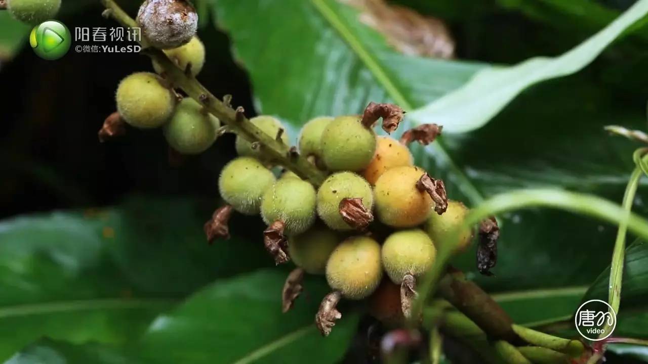 阳春仔入村偷吃草豆蔻被虎蚊追击吸血,因果仁有土春砂仁之称