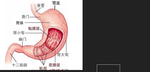 胃癌的早期发现