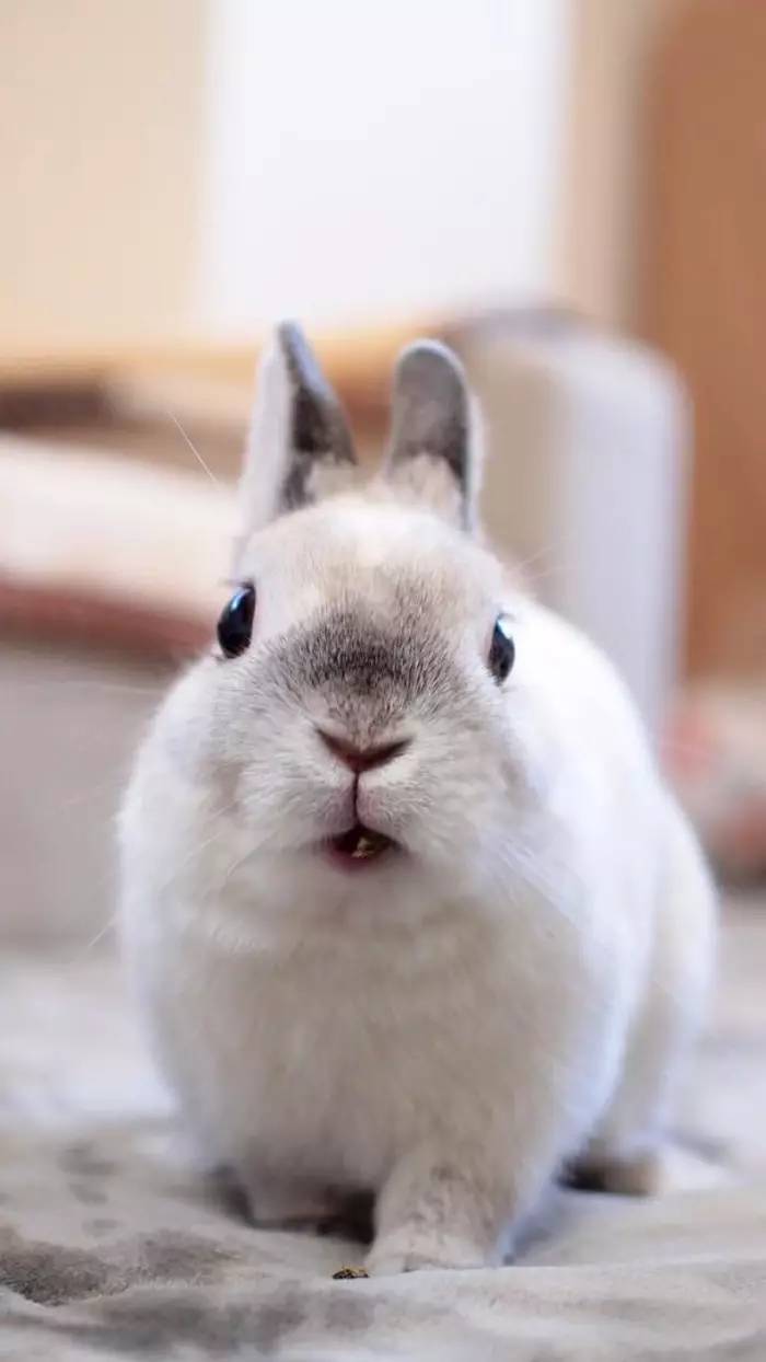萌宠壁纸:这一定是月宫走失的小兔兔