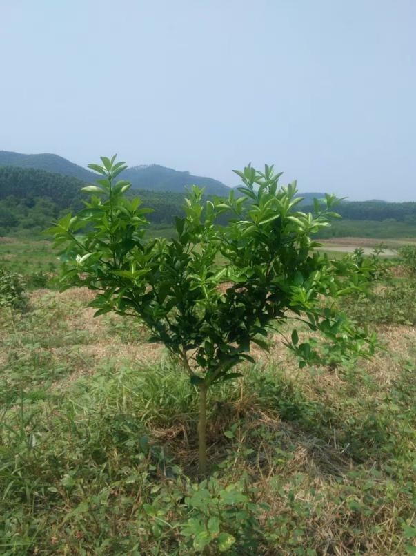 从一棵茂谷柑的成长日记来看一看它有哪些技术要点