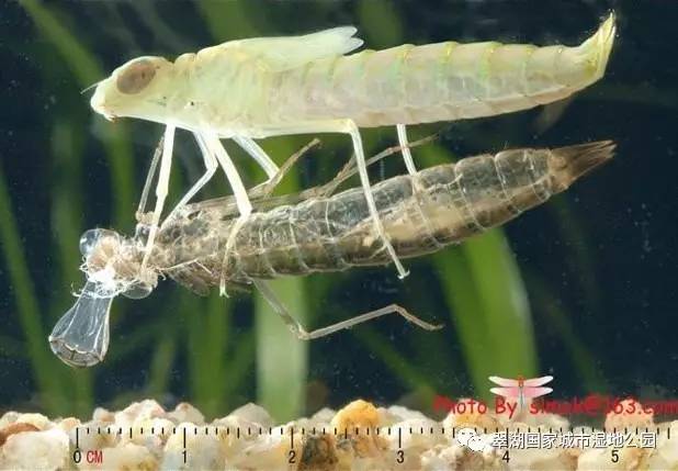 蜻蜓的幼虫(稚虫)叫做水虿(chài),生活在水中,以鳃呼吸.