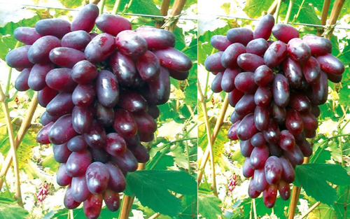 中国鲜食葡萄产业分析与评估