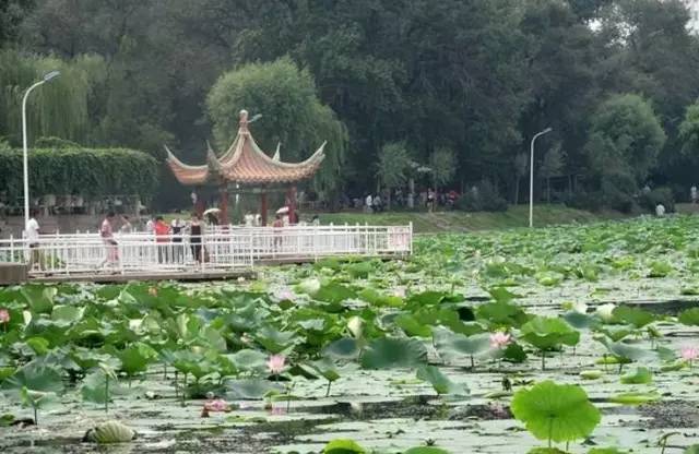 最美花期!沈阳17个赏荷圣地不输西湖,大明湖.