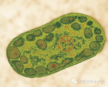 紫色细菌绿色非硫细菌有益菌