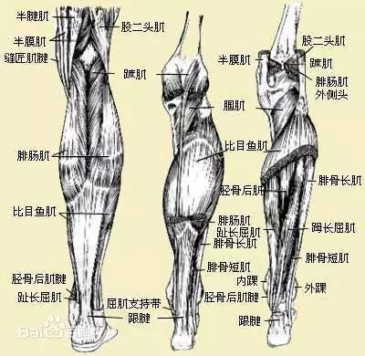 谈到小腿肌群的肌肉肥大,主要是我们小腿后侧三头肌(位于小腿胫骨后侧