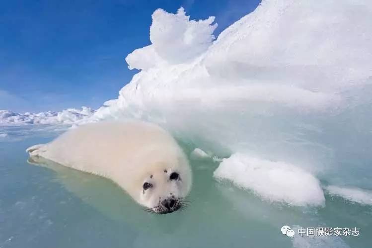 格陵兰海豹 加拿大