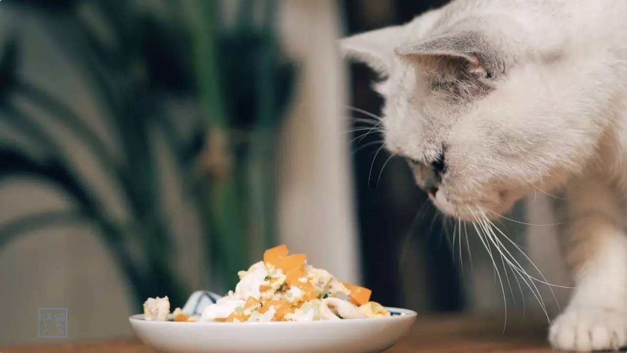 独自来到异乡,她是元气满满的饲猫少女,今天她想让猫吃好点