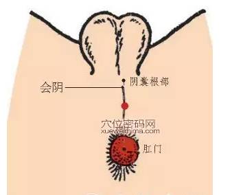 宠物 正文 此穴又称会阴穴,阴跷穴,生死窍,海底轮等.