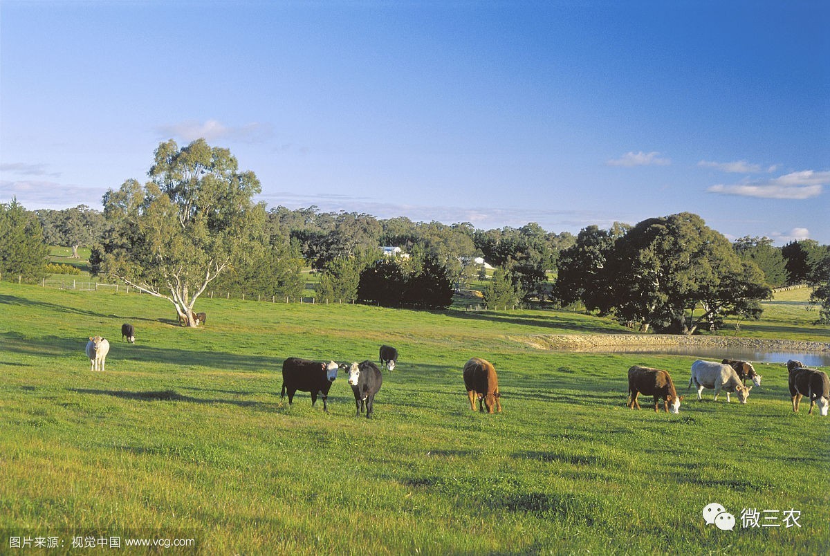 澳洲乡村秋色田园风光。在农场的围场里吃草的一群羊照片摄影图片_ID:304555732-Veer图库