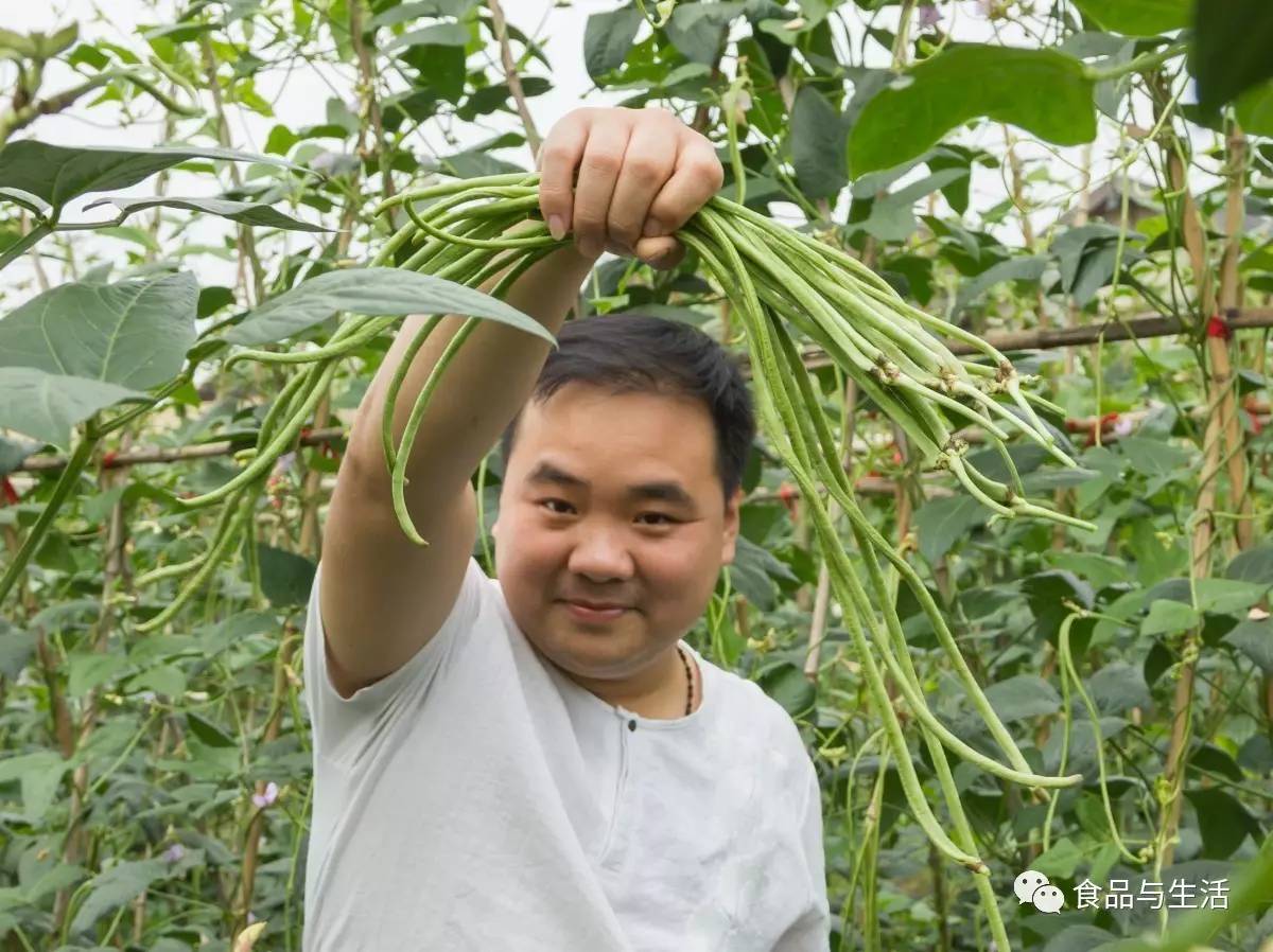 每天清晨,乌村的工作人员会在菜 地里的丝瓜架上挑选自然成熟的丝瓜