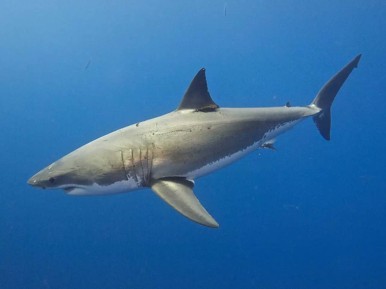 如此看来,大白鲨的体型不但无法与鲸类相比,就算是在鲨鱼家族中也要
