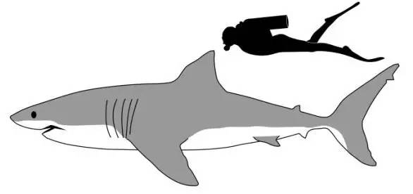 作为恐怖电影里的常客,大白鲨其实并没那么恐怖!