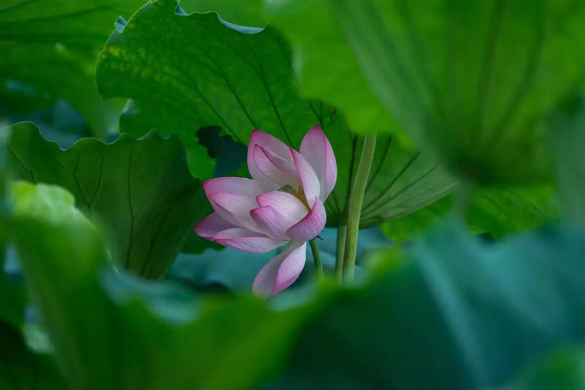 荷花,夏日香气的代表