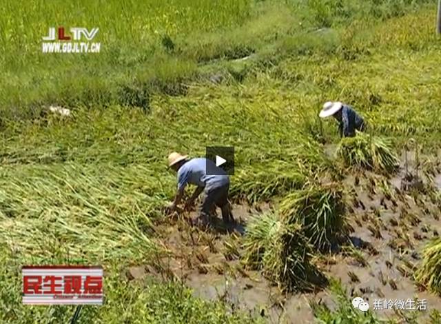 蕉岭县南磜镇左槐村陈姓人口_蕉岭县镇山公园图片