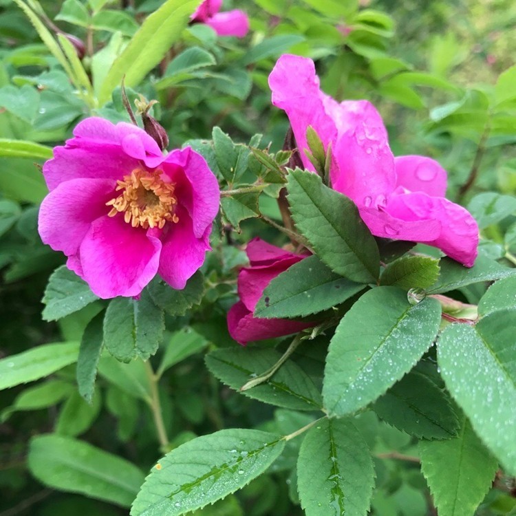 今夏新采 野生玫瑰花