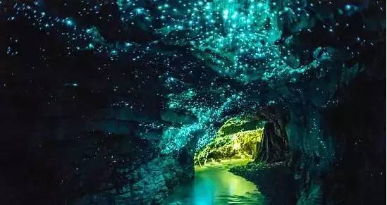 四川天台山景区是目前亚洲最大的萤火虫观赏基地,成千上万的萤火虫