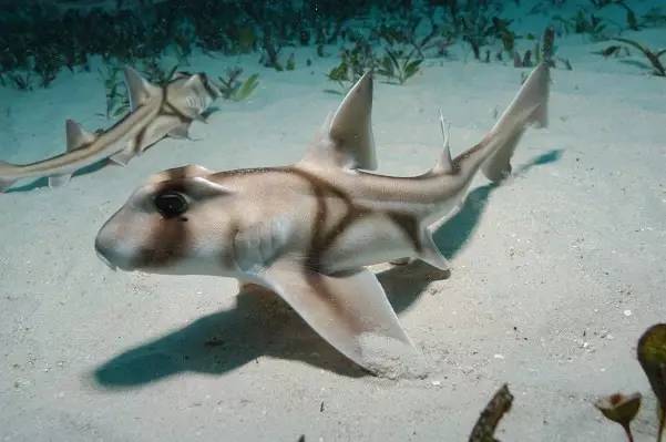 鲨鱼咬人的恐怖片没少看,但这么呆萌的鲨鱼你见过吗?