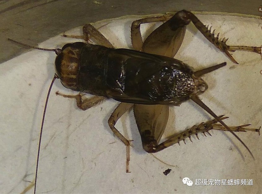 秘密产地大曝光:史上最全河北沧州蟋蟀收虫地图