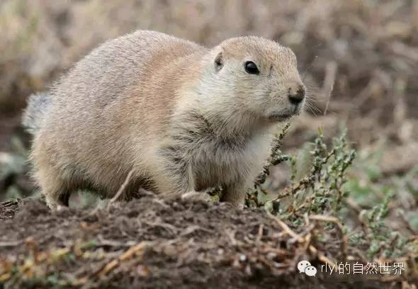 【rlyl物种说】今日-黑尾土拨鼠(black-tailed prairie dog)