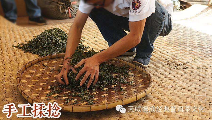 一次搞定!普洱茶生茶制作工艺全过程详解